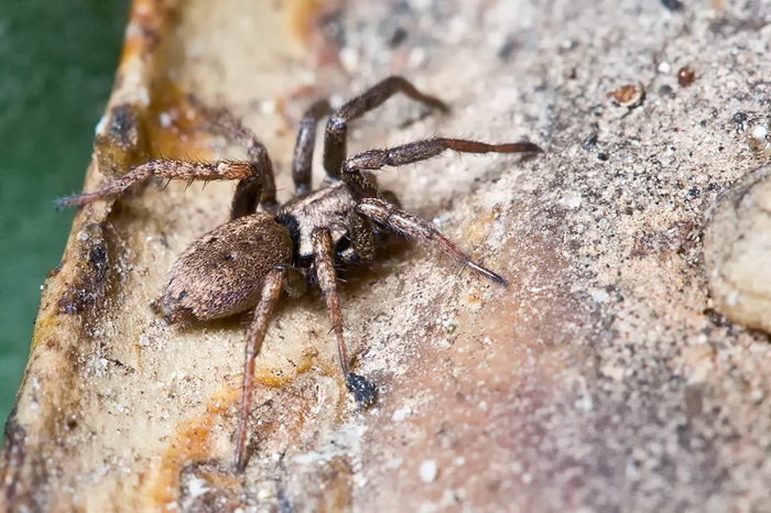 Nomisia sp.